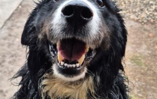 2026_Nordic-Strays-Bruno_013