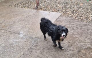 2026_Nordic-Strays-Bruno_014
