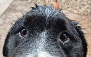 2026_Nordic-Strays-Bruno_015