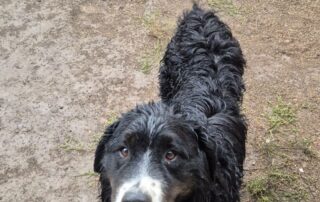 2026_Nordic-Strays-Bruno_016