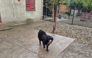 2026_Nordic-Strays-Bruno_017
