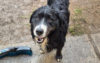 2026_Nordic-Strays-Bruno_018
