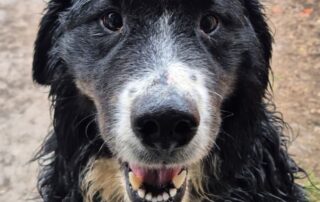 2026_Nordic-Strays-Bruno_019