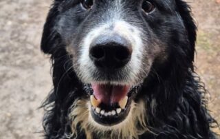 2026_Nordic-Strays-Bruno_021