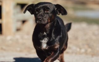 2026_Nordic-Strays-BubaGrace_003