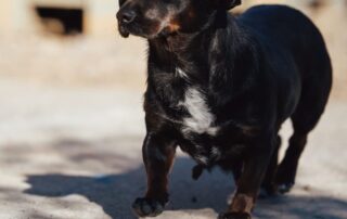 2026_Nordic-Strays-BubaGrace_007
