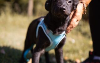 2026_Nordic-Strays-Bubi_002