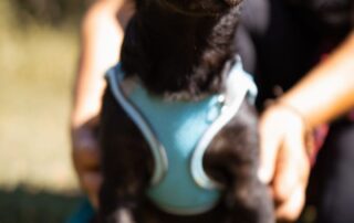 2026_Nordic-Strays-Bubi_003