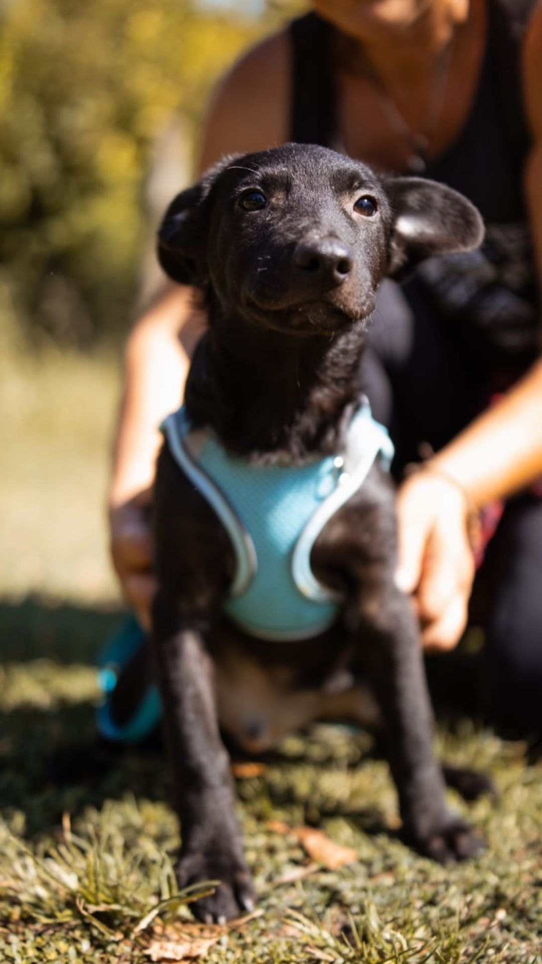 2026_Nordic-Strays-Bubi_003