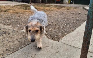 2026_Nordic-Strays-Chilly_002