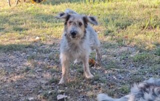 2026_Nordic-Strays-Chilly_008