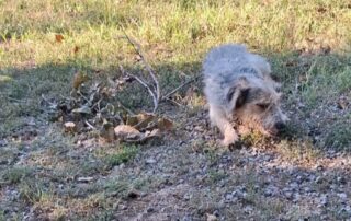 2026_Nordic-Strays-Chilly_009