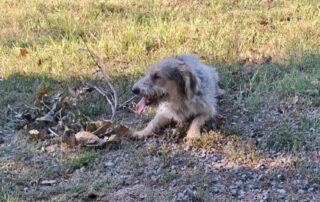 2026_Nordic-Strays-Chilly_010