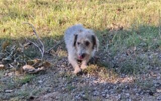 2026_Nordic-Strays-Chilly_011