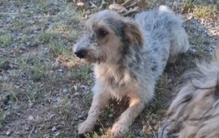 2026_Nordic-Strays-Chilly_014
