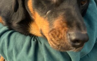 2026_Nordic-Strays-Cuni_006