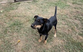 2026_Nordic-Strays-Didi_001