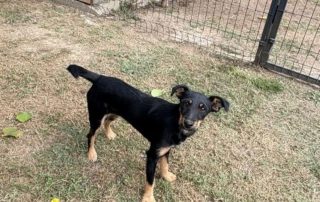 2026_Nordic-Strays-Didi_002