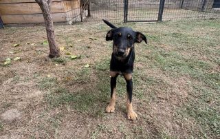 2026_Nordic-Strays-Didi_003