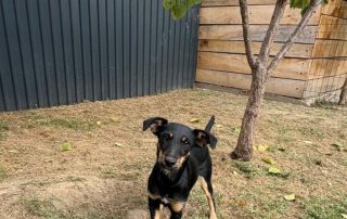 2026_Nordic-Strays-Didi_004