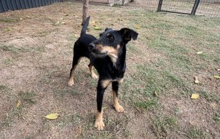 2026_Nordic-Strays-Didi_006