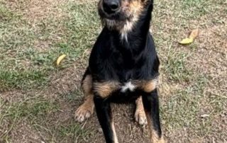 2026_Nordic-Strays-Didi_008