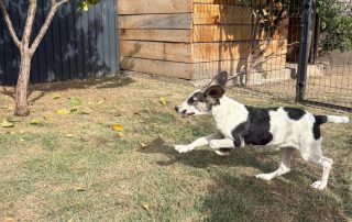 2026_Nordic-Strays-Dolly_003