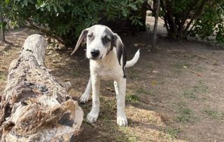2026_Nordic-Strays-Dolly_004