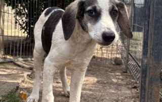 2026_Nordic-Strays-Dolly_005