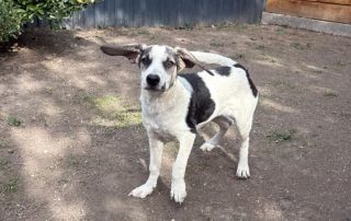2026_Nordic-Strays-Dolly_006
