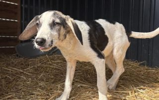 2026_Nordic-Strays-Dolly_008