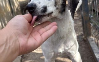 2026_Nordic-Strays-Dolly_009