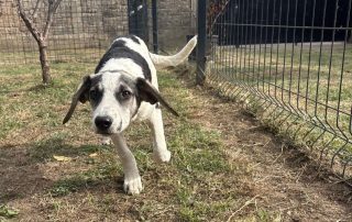 2026_Nordic-Strays-Dolly_010