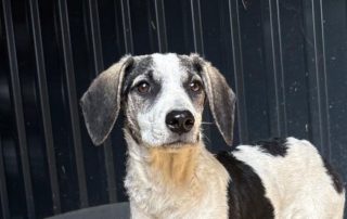 2026_Nordic-Strays-Dolly_011