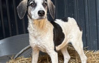 2026_Nordic-Strays-Dolly_012