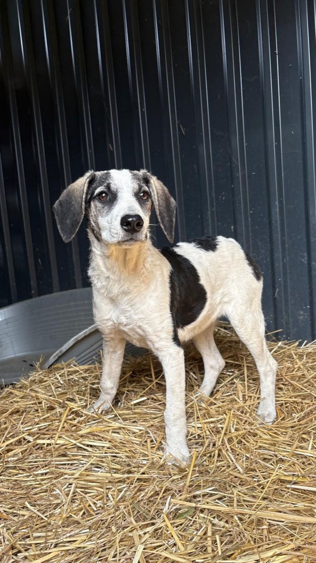 2026_Nordic-Strays-Dolly_012