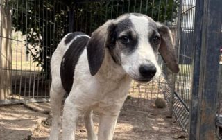 2026_Nordic-Strays-Dolly_013