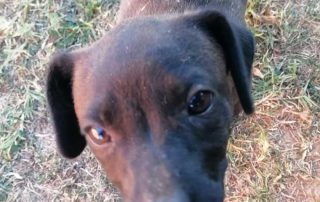 2026_Nordic-Strays-Eli_006