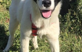 2026_Nordic-Strays_Eliza_003