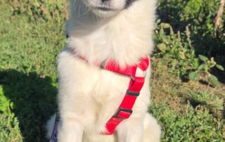 2026_Nordic-Strays_Eliza_004
