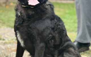2026_Nordic-Strays-Grace_001