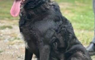 2026_Nordic-Strays-Grace_002