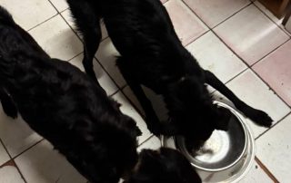 2026_Nordic-Strays-Grace_004