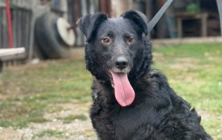2026_Nordic-Strays-Grace_005