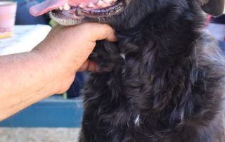 2026_Nordic-Strays-Grace_006