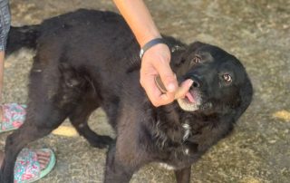 2026_Nordic-Strays-Grace_007