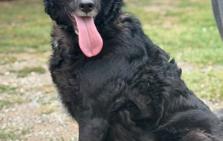 2026_Nordic-Strays-Grace_008