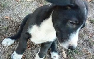 2026_Nordic-Strays-Jack_004