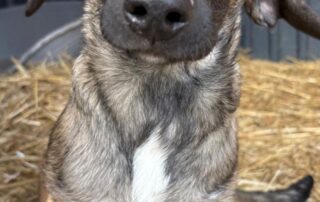 2026_Nordic-Strays-Joy_001