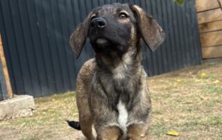 2026_Nordic-Strays-Joy_003